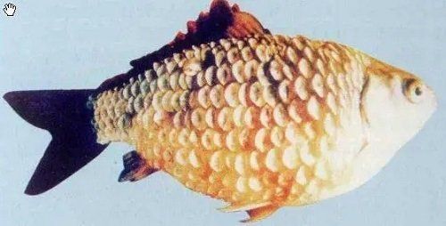 如何預(yù)防紅龍魚鱗片裂紋？，如何預(yù)防紅龍魚鱗片裂紋預(yù)防方案（arxiv論文助手）