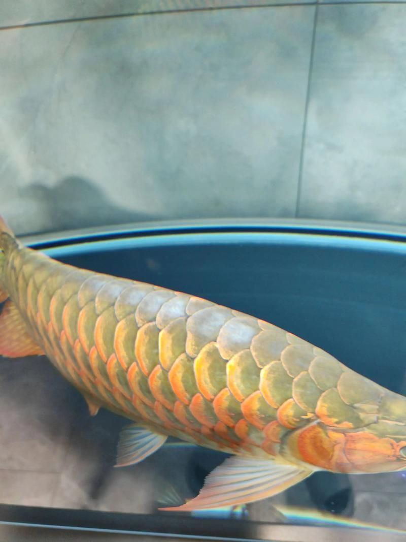 如何預(yù)防紅龍魚鱗片裂紋？，如何預(yù)防紅龍魚鱗片裂紋預(yù)防方案（arxiv論文助手）