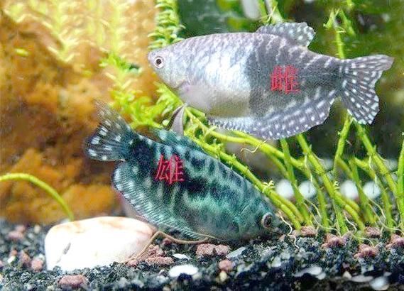 給我一些判斷曼龍魚健康的圖片，如何判斷曼龍魚健康狀態(tài)