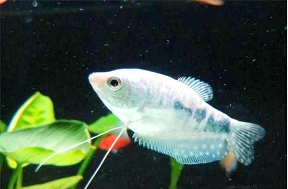 給我一些判斷曼龍魚健康的圖片，如何判斷曼龍魚健康狀態(tài)