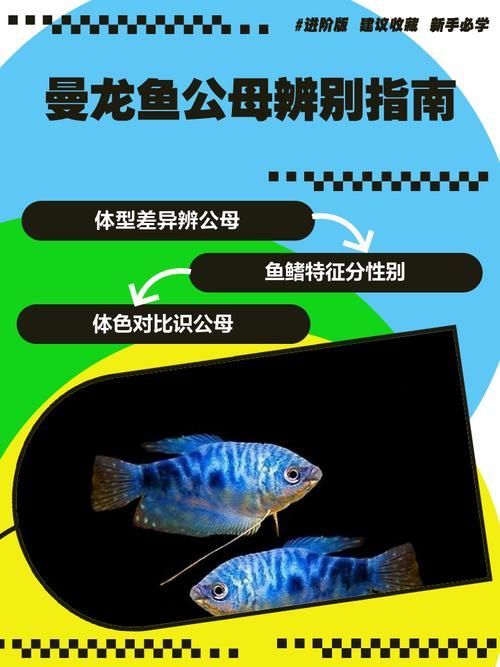 給我一些判斷曼龍魚健康的圖片，如何判斷曼龍魚健康狀態(tài)