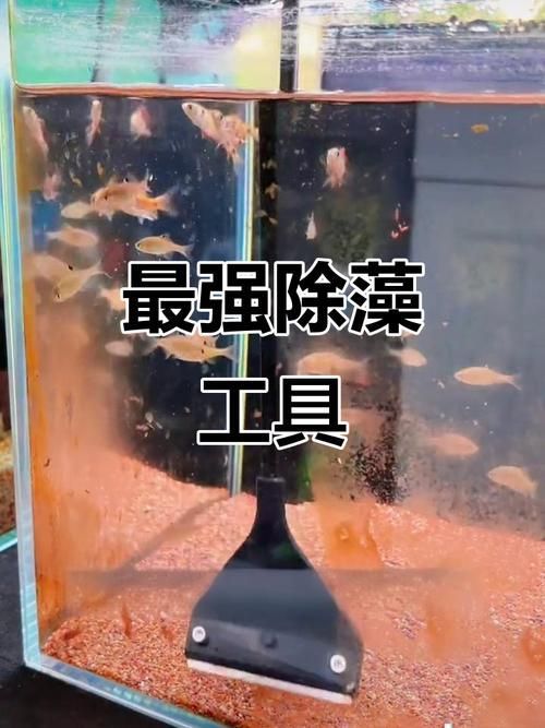魚缸手動清理步驟，魚缸手動清理全流程詳解