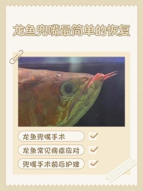 如何判斷龍魚是否需要開嘴？，——科學判斷龍魚是否需要“開嘴”
