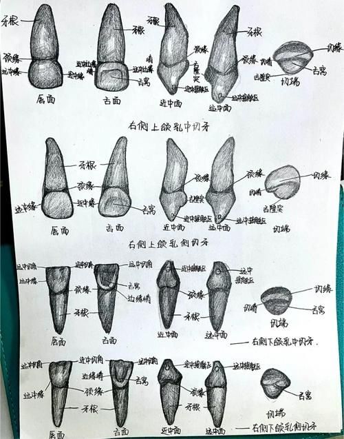 如何判斷龍魚是否需要開嘴？，——科學判斷龍魚是否需要“開嘴”