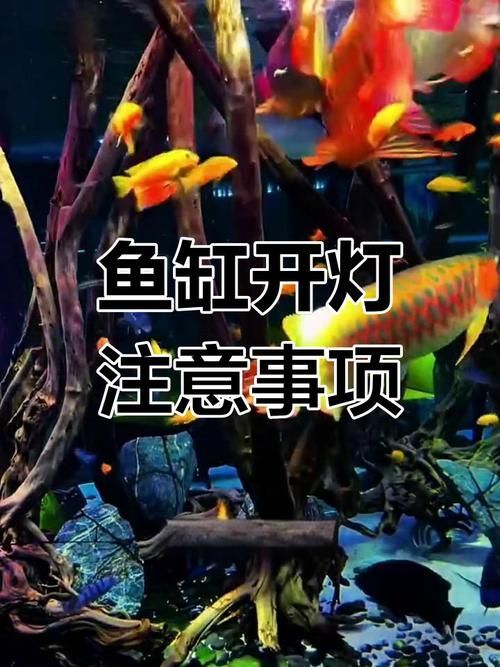 給我一些判斷龍魚是否需要開燈治療的圖片，如何判斷龍魚是否需要開燈治療？
