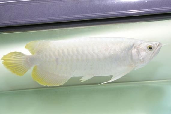 龍華龍魚市場有哪些品種，龍華龍魚市場在哪里