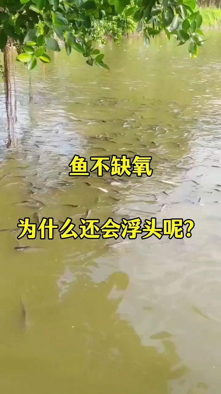 如何判斷魚塘是否浮頭，判斷魚塘是否浮頭是否浮頭，如何判斷魚塘是否浮頭