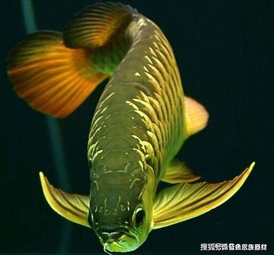 紅龍蒙眼最怕三個東西圖片，紅龍蒙眼最怕三個東西