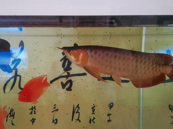 紅龍蒙眼最怕三個東西圖片，紅龍蒙眼最怕三個東西