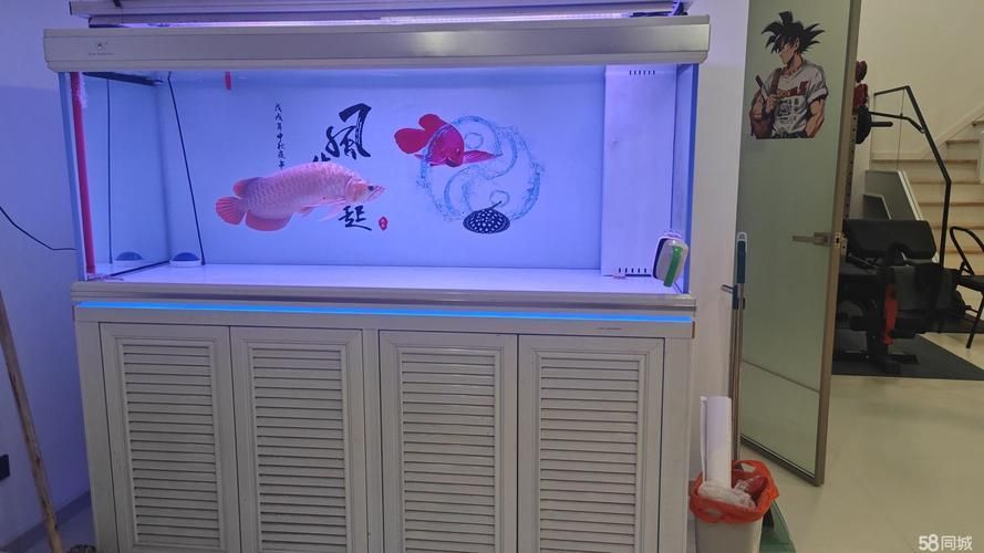 有沒(méi)有龍魚缸尺寸推薦的工具？