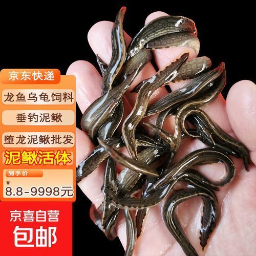 龍魚餌料的價格范圍是多少？，龍魚餌料價格從3.5元到50元以上，龍魚餌料價格更具優(yōu)勢