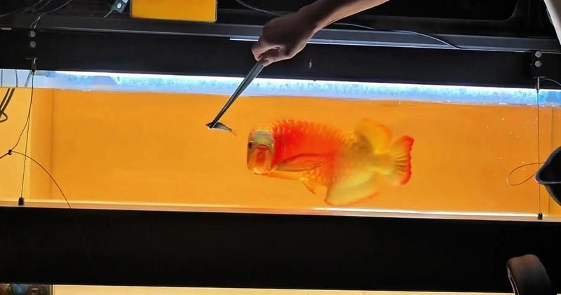 紅龍發色所需工具清單，紅龍魚發色所需工具清單