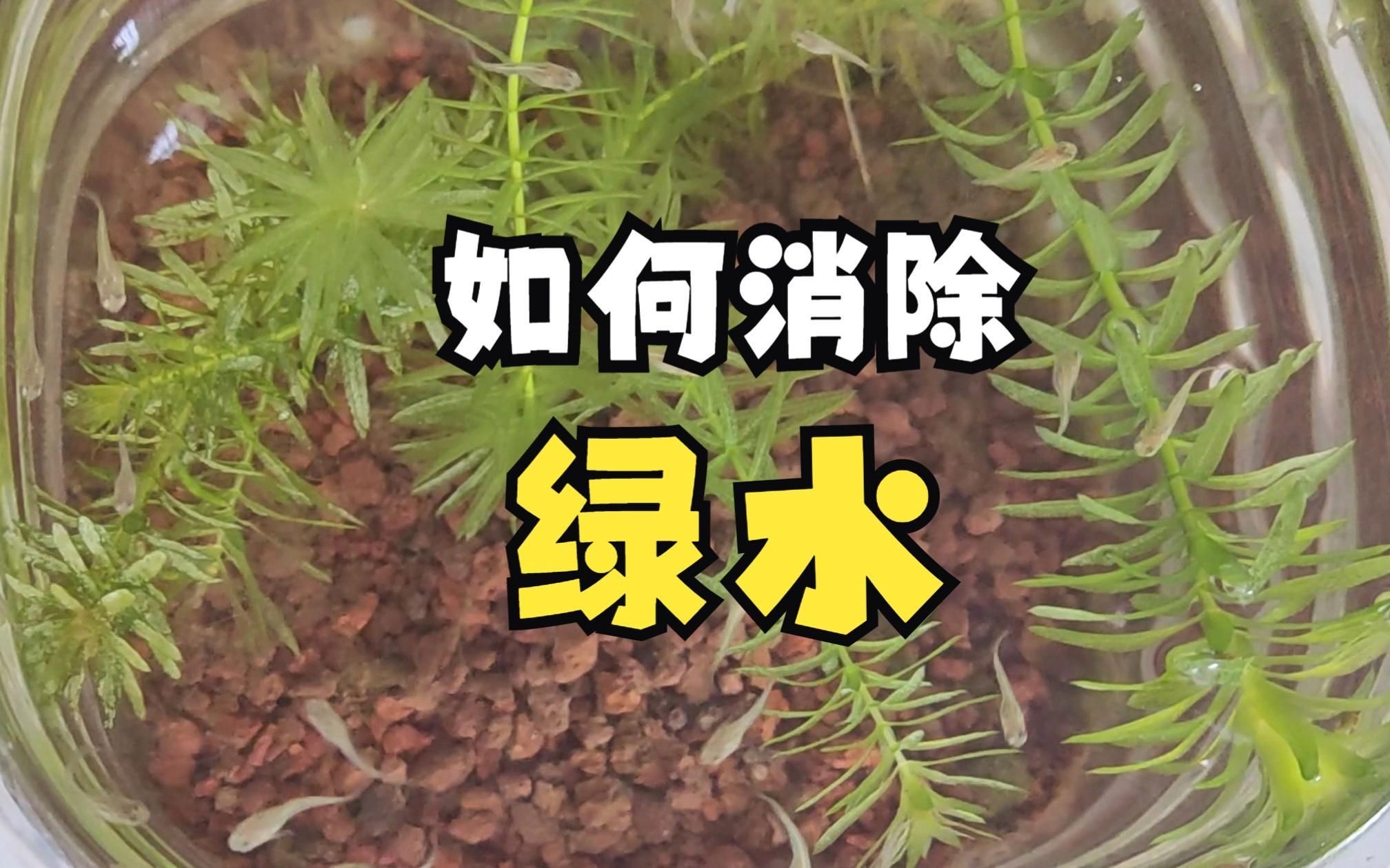 魚缸水變綠后，多久會恢復(fù)正常？，魚缸水變綠后多久恢復(fù)正常，5個小技巧告訴你怎么解決