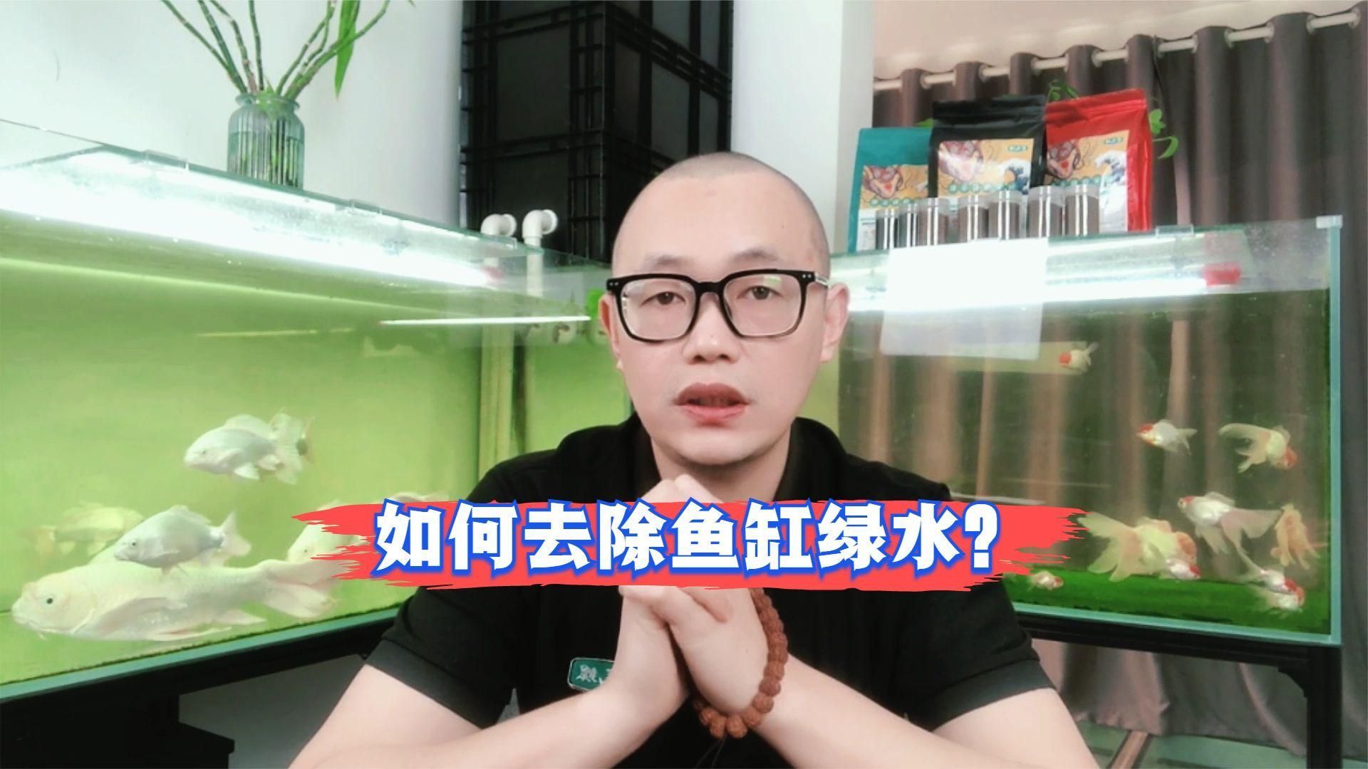 魚缸水變綠后，多久會恢復(fù)正常？，魚缸水變綠后多久恢復(fù)正常，5個小技巧告訴你怎么解決