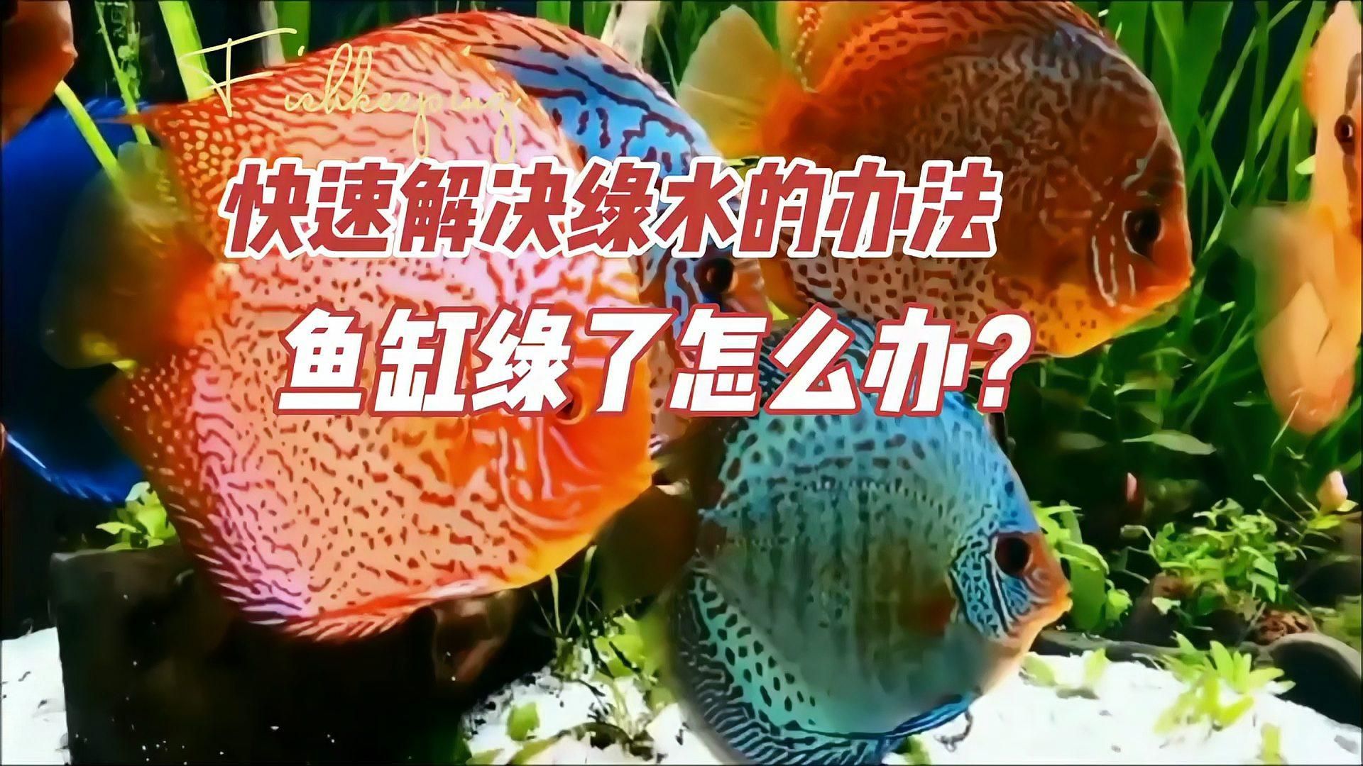 魚缸水變綠后，多久會恢復(fù)正常？，魚缸水變綠后多久恢復(fù)正常，5個小技巧告訴你怎么解決