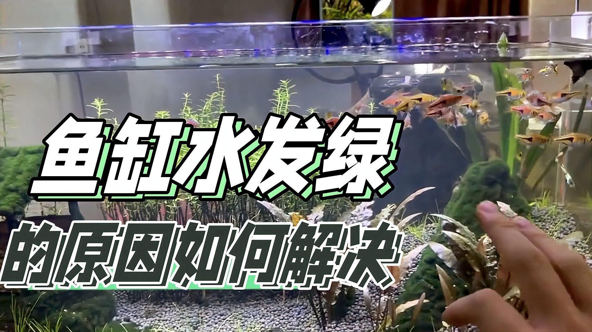 魚缸水變綠后，多久會恢復正常？，魚缸水變綠后多久恢復正常，5個小技巧告訴你怎么解決