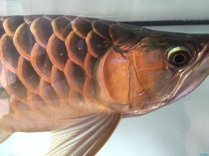 紅龍魚疾病預防方法，紅龍魚疾病預防