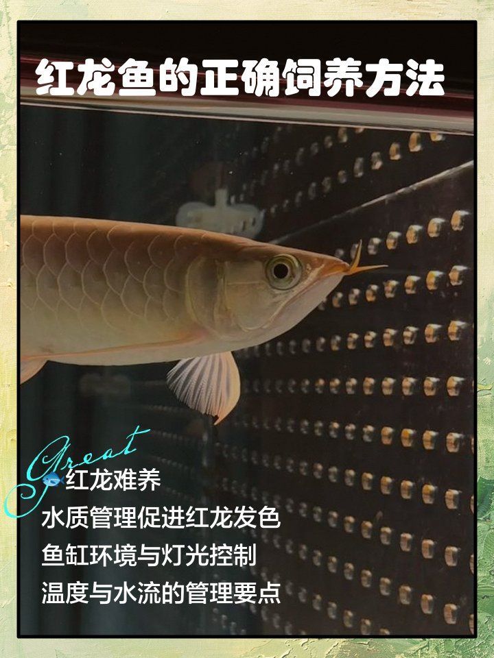 紅龍魚疾病預防方法，紅龍魚疾病預防