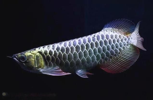 子長龍魚的市場走勢如何，子長龍魚市場走勢如何