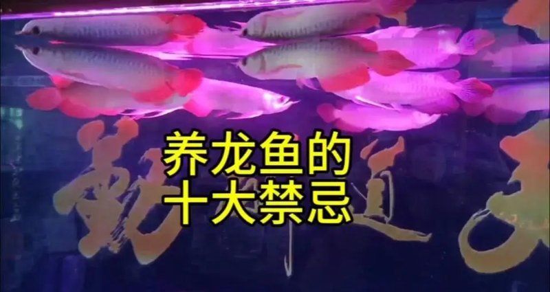 如何判斷水質(zhì)是否適合金龍魚，養(yǎng)金龍魚的十大禁忌，你知道嗎？