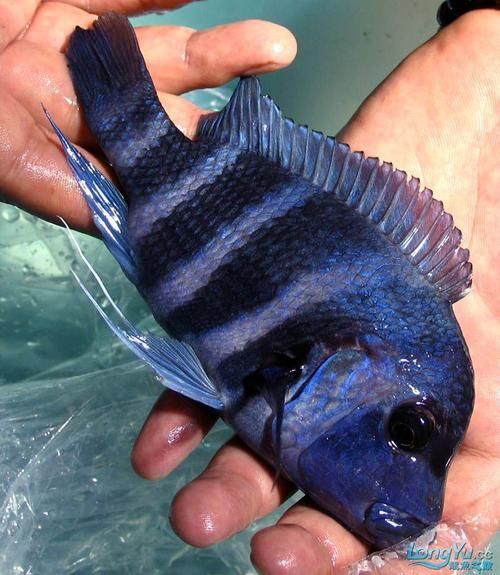 推薦一些適合龍魚的高價值配魚，龍魚配魚攻略