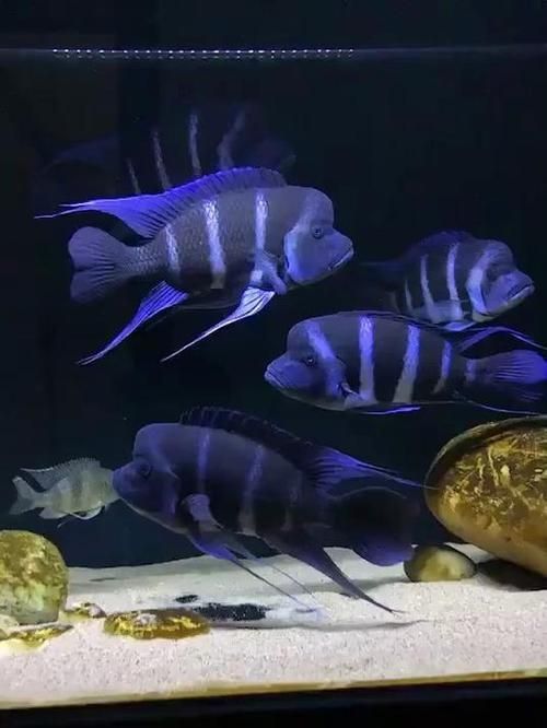 推薦一些適合龍魚的高價值配魚，龍魚配魚攻略