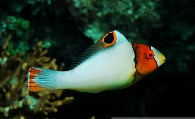 推薦一些適合龍魚的高價值配魚，龍魚配魚攻略