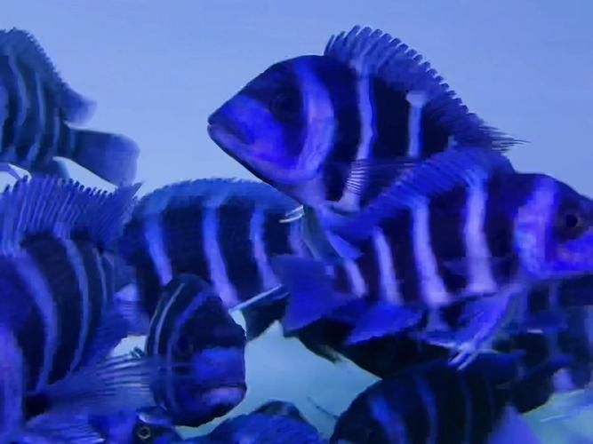 推薦一些適合龍魚的高價值配魚，龍魚配魚攻略