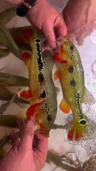 推薦一些適合龍魚的高價值配魚，龍魚配魚攻略