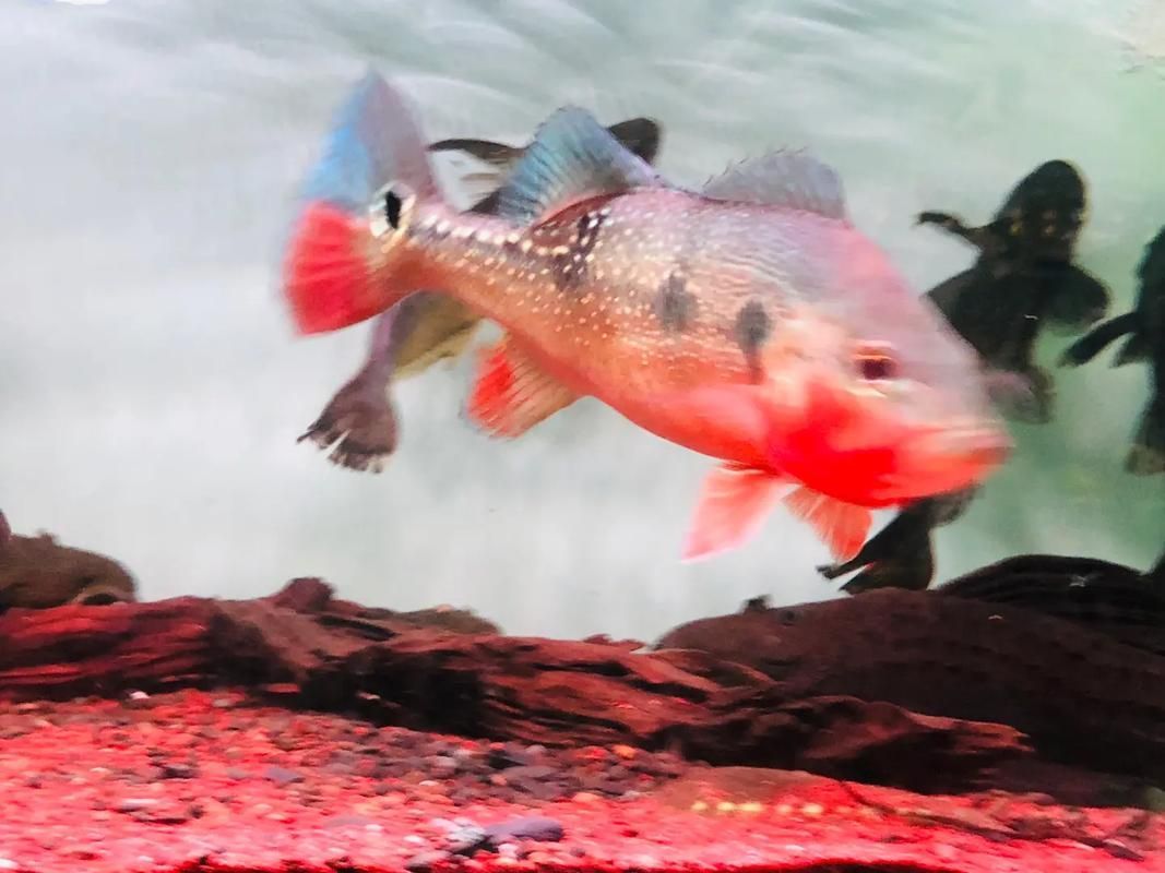 推薦一些適合龍魚的高價值配魚，龍魚配魚攻略