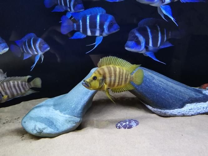 推薦一些適合龍魚的高價值配魚，龍魚配魚攻略