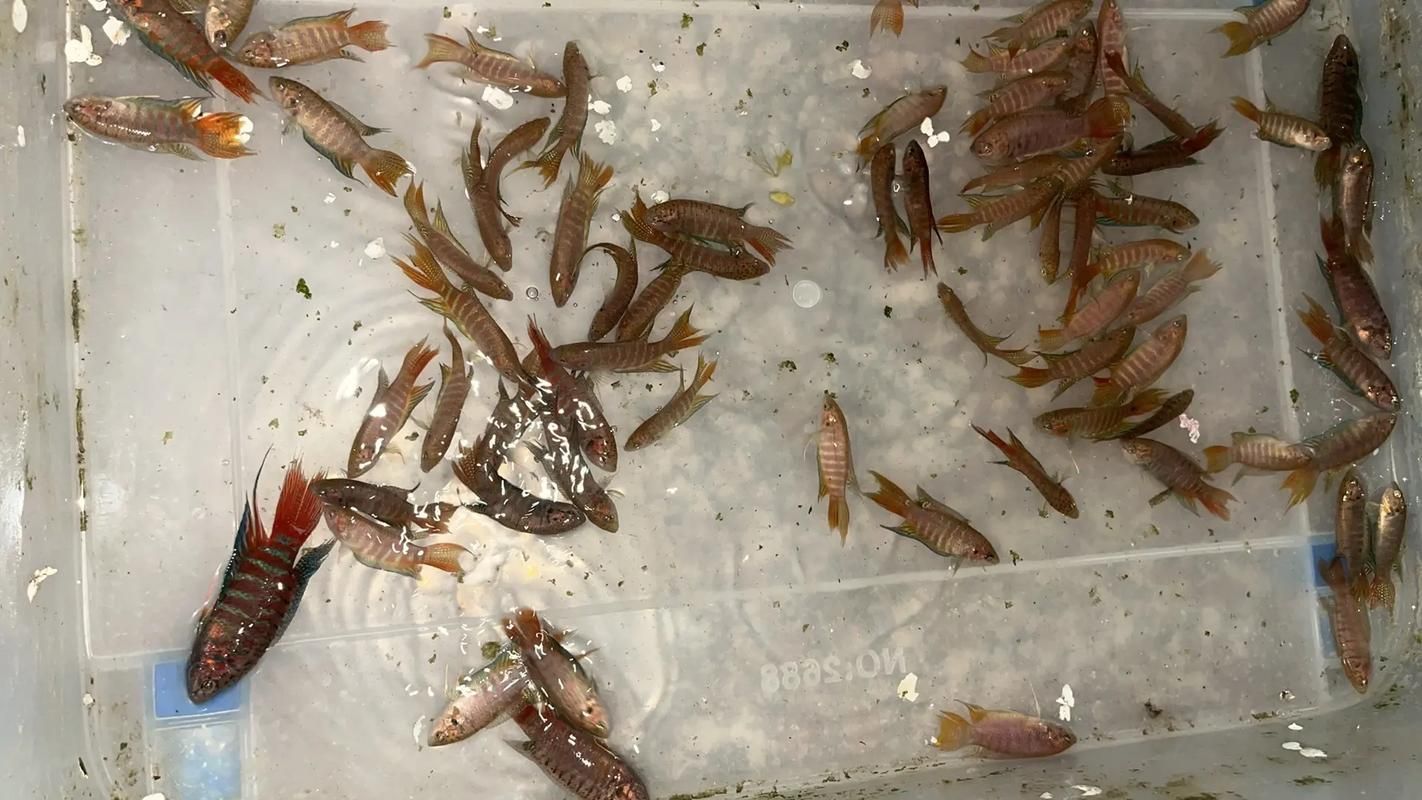 推薦一些適合龍魚的高價值配魚，龍魚配魚攻略