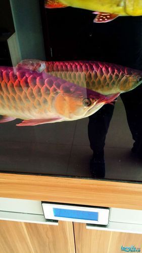 山東龍魚的供應情況如何？，山東龍魚供應體系