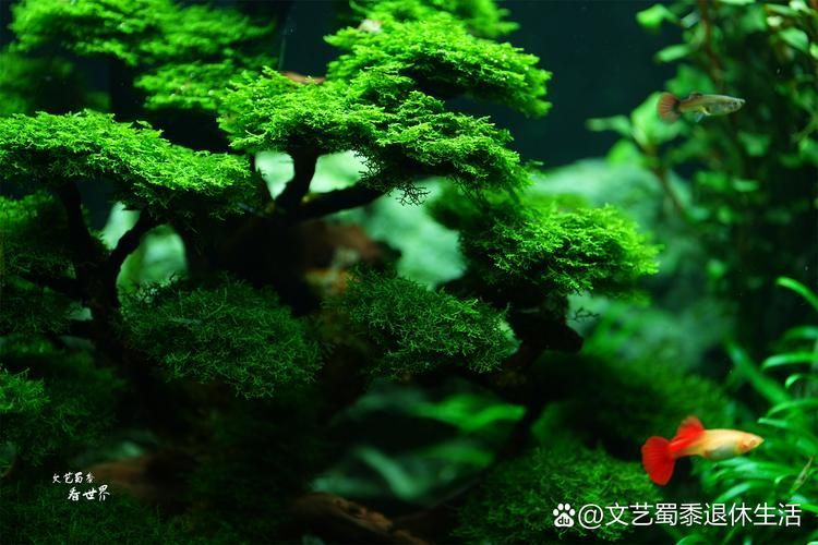 如何選擇適合的橫放缸和豎放缸，如何選擇一個(gè)適合的水族缸