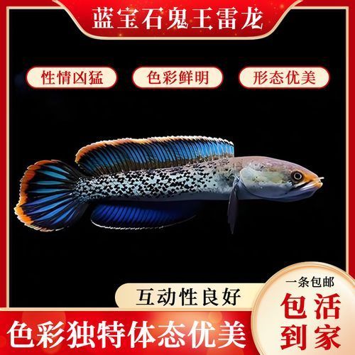 鬼王雷龍魚多少錢，鬼王雷龍魚多少錢一只
