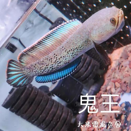 鬼王雷龍魚多少錢，鬼王雷龍魚多少錢一只