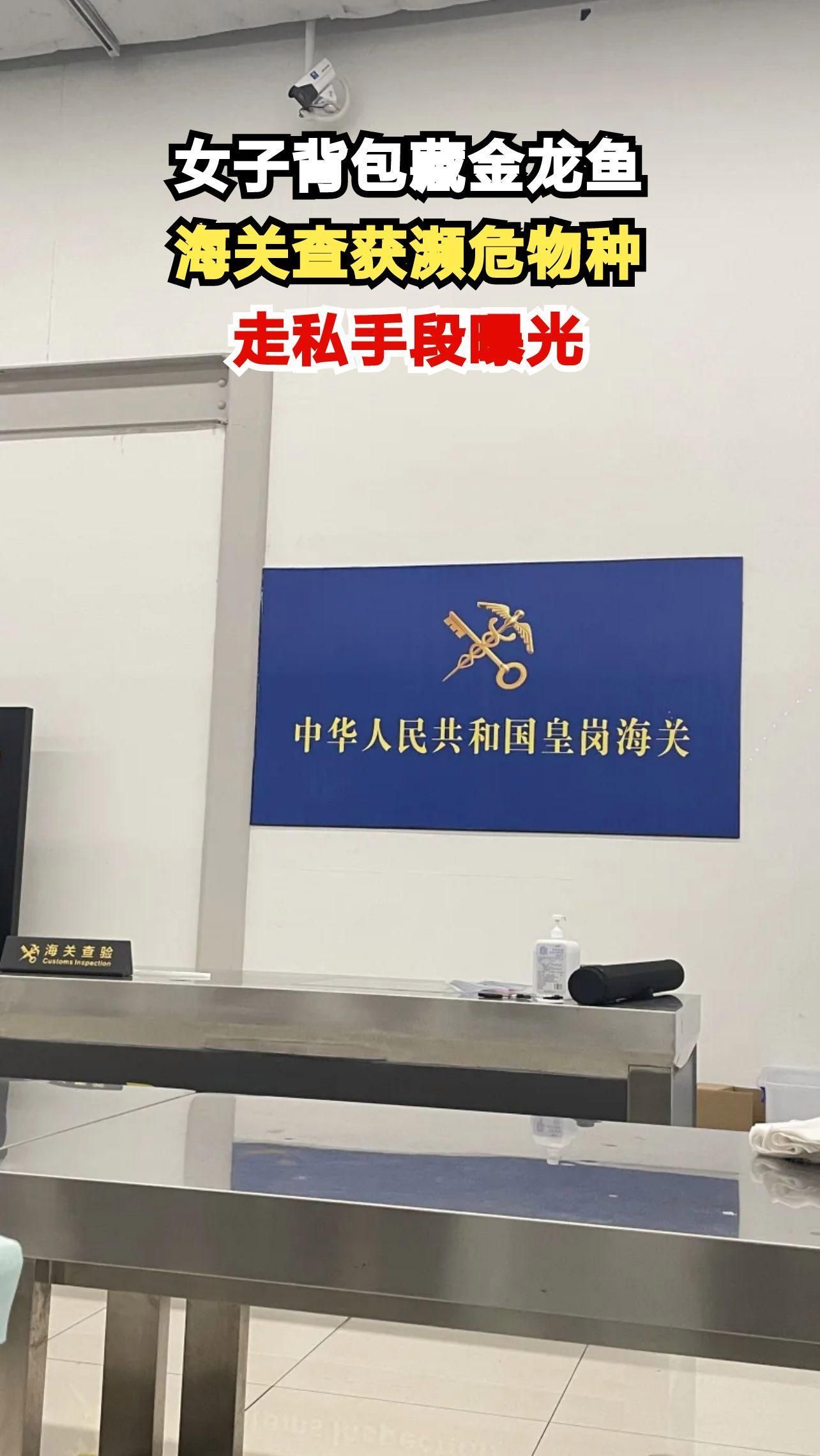 中國海關如何查獲非法進口紅龍魚，中國海關查獲非法進口紅龍魚