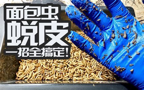 面包蟲喂食龍魚有哪些注意事項，面包蟲喂食龍魚時需要注意以下幾點：選擇適合龍魚口味的面包蟲