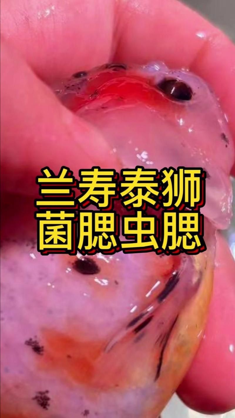 如何判斷鰓病是否好轉(zhuǎn)