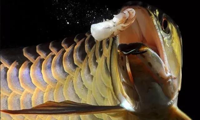 如何搭配星點金龍魚的飲食，如何搭配星點金龍魚（scleropagesformosus）
