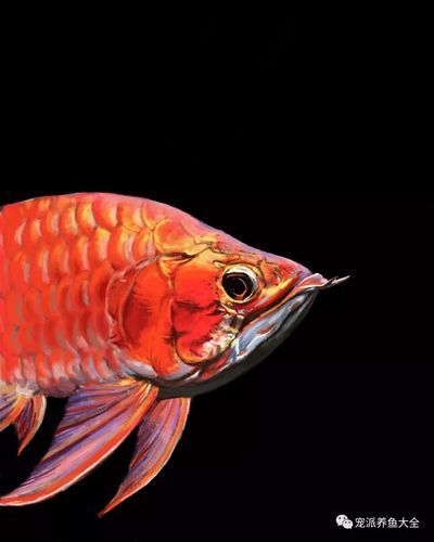 如何判斷福龍魚的品相等級(jí)，如何判斷福龍魚的品相