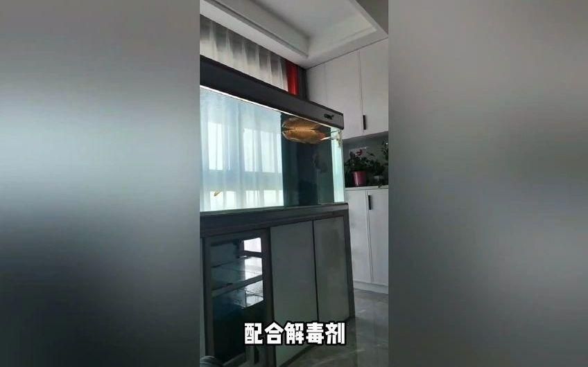 龍魚頻繁擺頭蹭缸是發(fā)情期嗎？，龍魚頻繁擺頭蹭缸是發(fā)情期嗎龍魚頻繁擺頭蹭缸如何治療