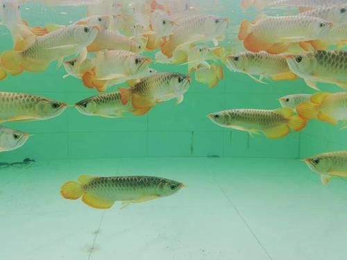 能否提供田東龍魚養殖業的詳細圖片，田東龍魚養殖業的主要品牌有哪些，能否提供田東龍魚養殖業的詳細圖片