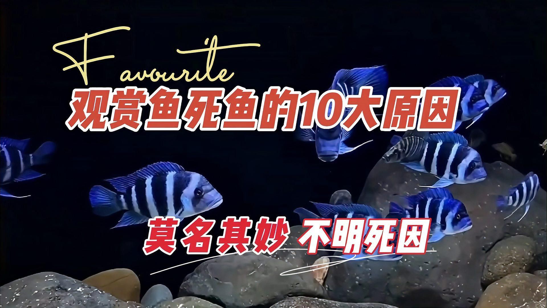 龍魚突然死亡是吉兆嗎，龍魚突然死亡是吉兆嗎，龍魚是吉兆嗎