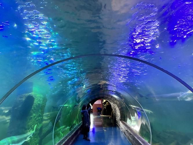 給我推薦一些北戴河的觀賞魚展示場所，北戴河、新澳海底世界、圣藍海洋公園、華國魚館、圣藍海底世界