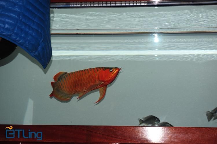 如何判斷BTL紅龍魚的真偽，btl紅龍魚的真偽鑒別