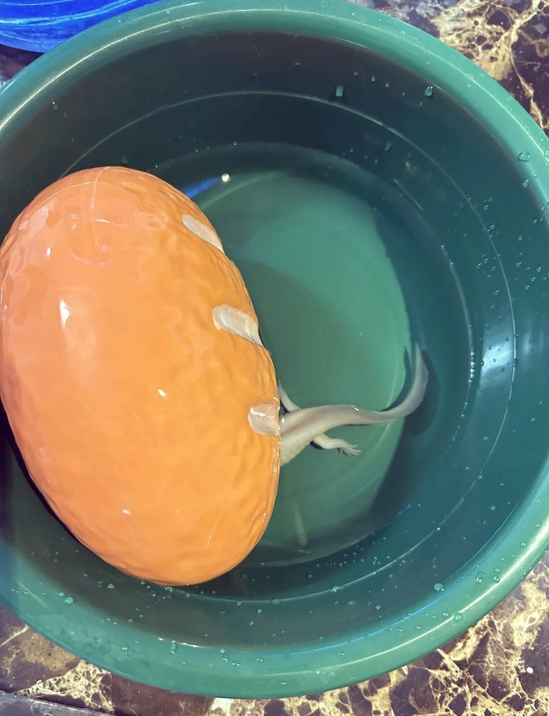 六角龍多久換一次水，六角恐龍換水日全攻略