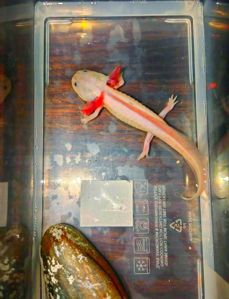 六角龍多久換一次水，六角恐龍換水日全攻略