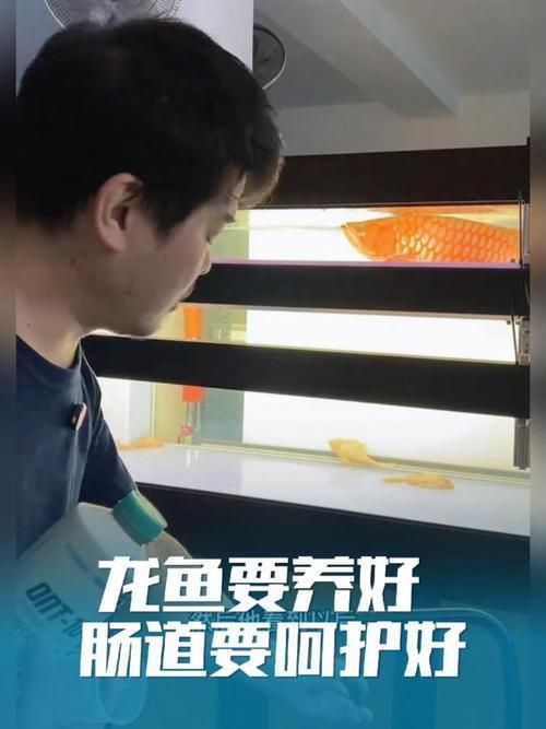 如何預防龍魚真菌病，arxiv論文助手可輔助查找學術文獻支持龍魚真菌