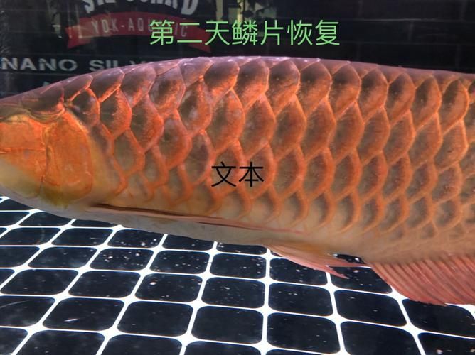 龍魚炸鱗圖片嚴(yán)重，龍魚炸鱗嚴(yán)重影響生存質(zhì)量和觀賞價(jià)值，龍魚炸鱗應(yīng)急處理清單
